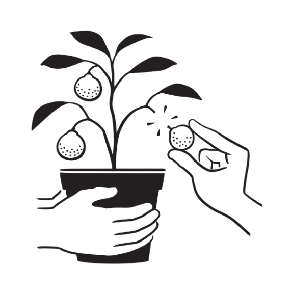 Illustration of a hand picking fruits