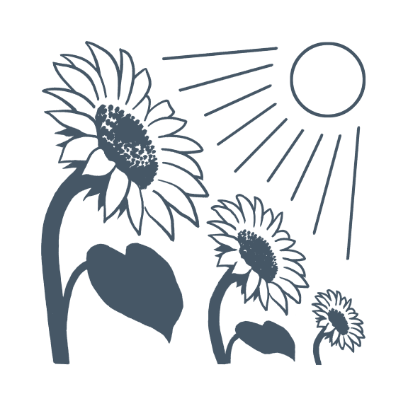 illustration of the sun shining on sunflowers